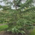 Cedrus deodara - Foto 2