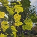 Platanus hispanica - 2