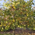 Platanus hispanica - 1