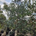 Ilex 'Nellie R. Stevens' - Foto 2