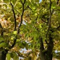 Fagus sylvatica 'Atropunicea' - 3