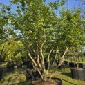 Parrotia persica - Foto 1