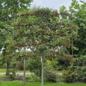 Malus 'Evereste' - Foto 1