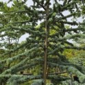 Cedrus libani 'Glauca' - 1