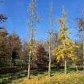 Ginkgo biloba - 2