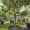 Magnolia grandiflora 'Galissonnière' - 1