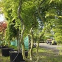 Acer palmatum 'Emerald Lace' - 4