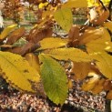 Castanea Sativa - 2