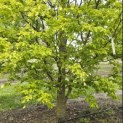 Fagus sylvatica 'Rohan Gold' - 2