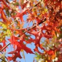 Quercus palustris