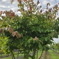 Parrotia persica - 1