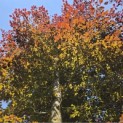 Fagus sylvatica 'Atropunicea' - 2