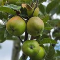 Malus domestica 'Jacques Lebel' - Foto 6