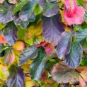 Parrotia persica - impressie herfstkleuren
