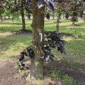 Fagus sylvatica 'Atropunicea' - Foto 2