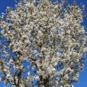 #106 Prunus Umineko Chinesische Kirsche