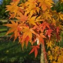 Acer palmatum 'Sangokaku' - Foto 1