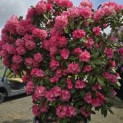 Rhododendron yakushimanum 'Fantastica' - 2