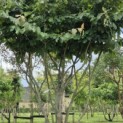 Parrotia persica - 4