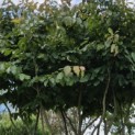 Parrotia persica - 5