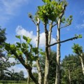Platanus x Hispanica - 1