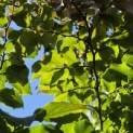 Parrotia persica - 5
