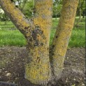 Acer campestre - 2
