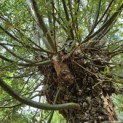Salix Alba - Foto 3