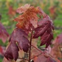 Acer x freemanii 'Autumn Blaze' - Foto 3