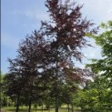 Fagus sylvatica 'Atropunicea' - Foto 1