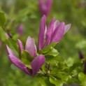 Magnolia 'Susan' - 2