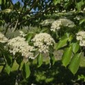 Cornus controversa - 1