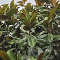 Magnolia grandiflora 'Galissonnière' - 1