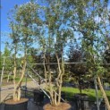Quercus Suber - Foto 4