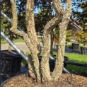 Quercus Suber - Foto 3