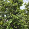 Quercus ilex - 5