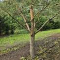 Pinus sylvestris - Foto 7