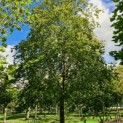 fagus sylvatica nr 175 september 2022