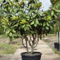 Magnolia grandiflora 'Goliath' - 1