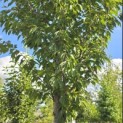 Prunus 'Sunset Boulevard' - Foto 2