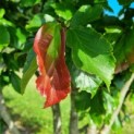 Parrotia persica - blad