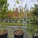 Davidia involucrata - Foto 1