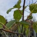 Davidia involucrata - Foto 2