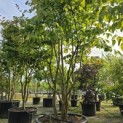 Parrotia persica - 1