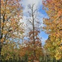 Fagus sylvatica 'Atropunicea' - snoei in 2025