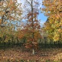 Fagus sylvatica 'Atropunicea' - 3