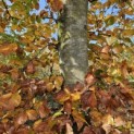 Fagus sylvatica 'Atropunicea' - 2