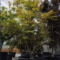 Acer palmatum 'Kurabu-Yama' - Foto 4