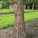 Sequoiadendron giganteum - 3