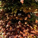 Fagus sylvatica 'Atropunicea' - Afbeelding 1